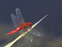 maudoc.com • Frecciarossa - Crocothemis erythraea •  Crocothemis erythraea.jpg : Libellula